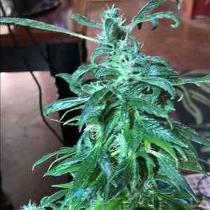 Meet your Posher, Joshua